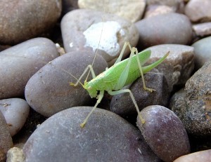 Female oak bush-cricket