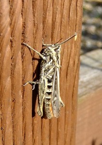 Field grasshopper