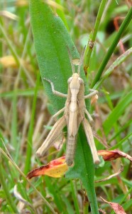 Field grasshopper nymph