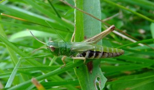 Meadow Grasshopper, Sandy