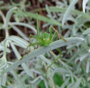 Female speckled bush-cricket