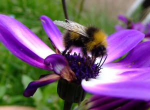 Bombus pratorum