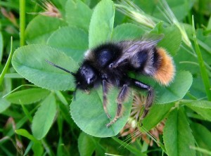 Bombus rupestris